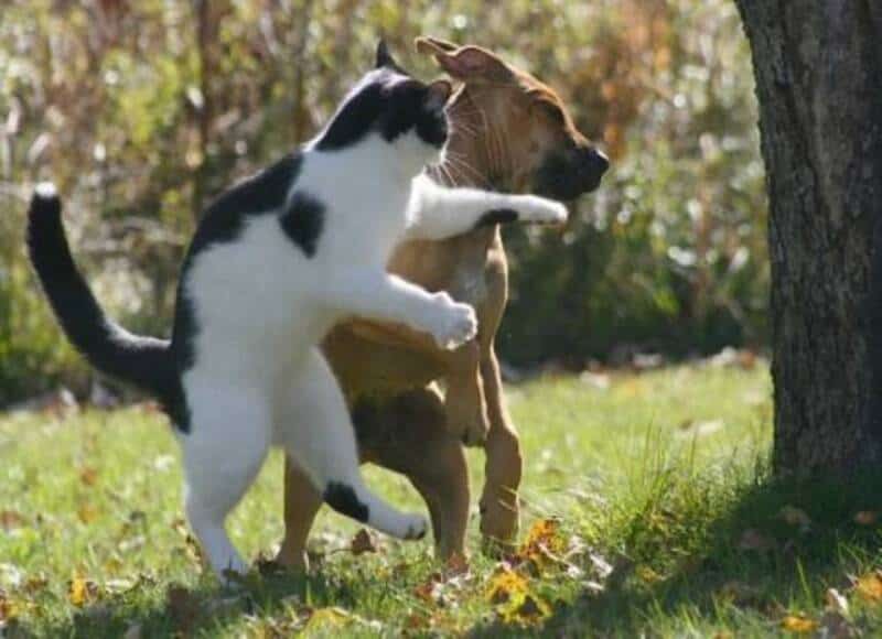 Playful kitten and dog playing outdoors in a grassy area.