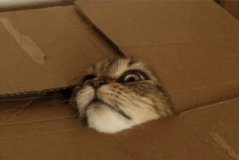 Cute cat peeking out of a cardboard box with only its face visible.