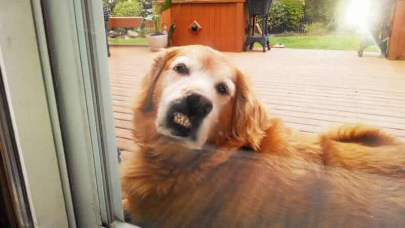 A golden retriever dog lying on a wooden deck looking at the camera.