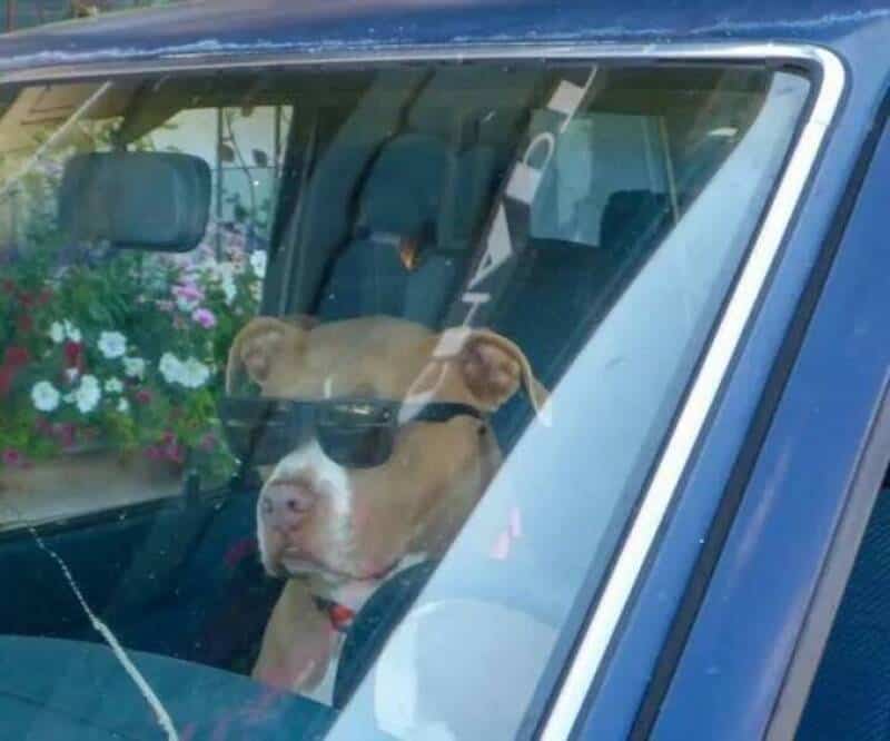 Dog wearing sunglasses sitting in a car window.