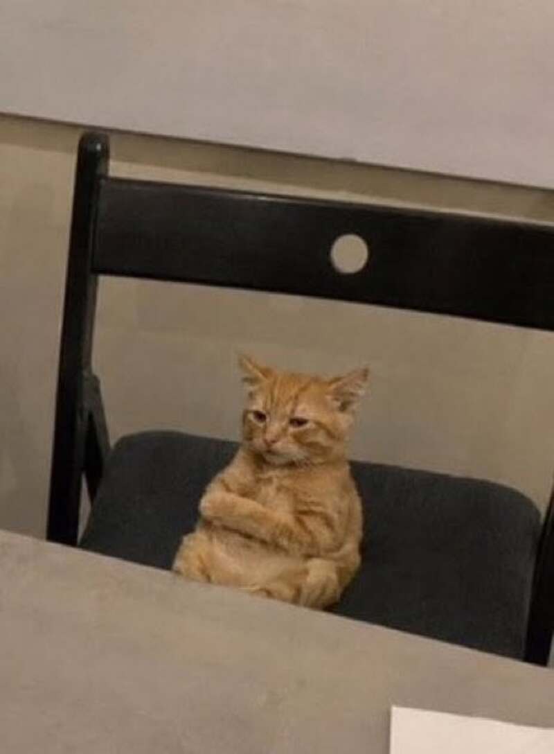 Cat sitting with crossed arms on a chair, looking annoyed or skeptical.