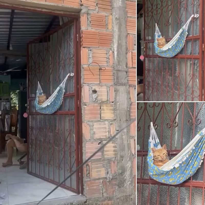 Cat resting in a hammock on a red metal gate.
