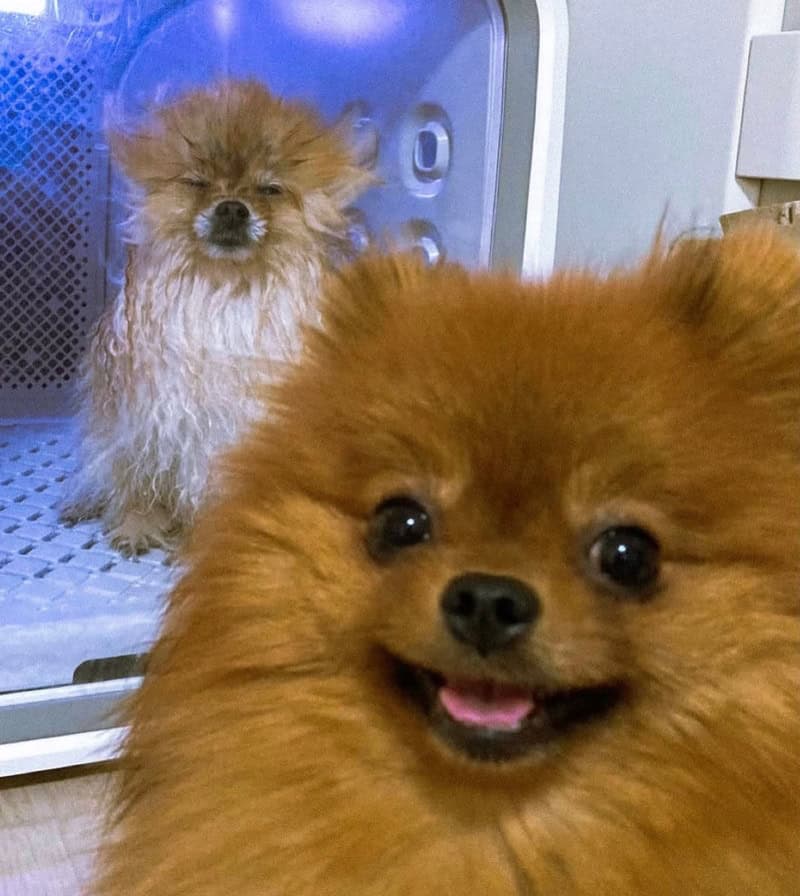 Pomeranian dogs, one in the foreground smiling, the other in the background with eyes closed, inside.