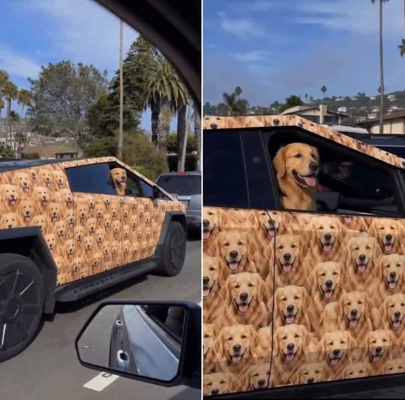 Dog-themed car with a pattern of golden retrievers on the side and a golden retriever sticking its h.