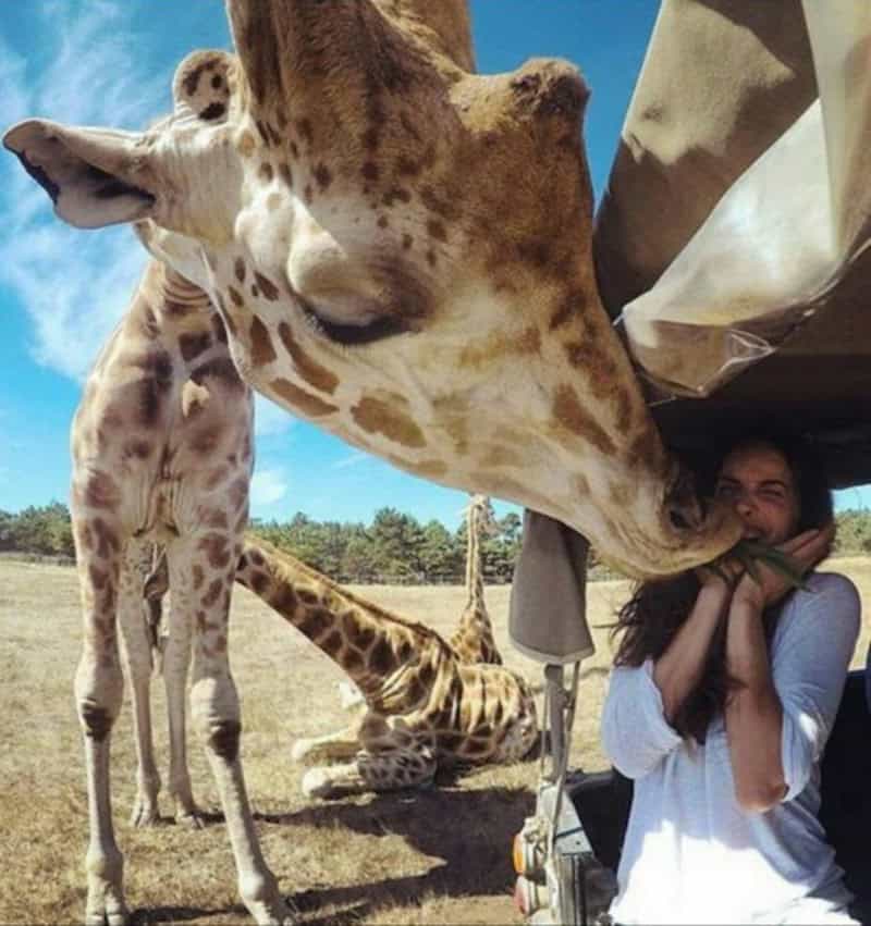 Giraffe licking a woman’s face outdoors on a sunny day.