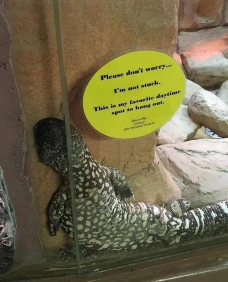 Please don't worry... I'm not stuck. This is my favorite daytime spot to hang out.