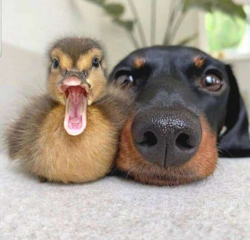 A duckling and a dog lying side by side, the duckling has its beak open.
