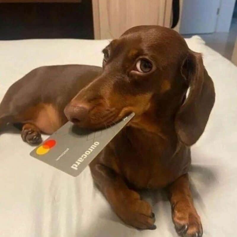 Dachshund with a credit card in its mouth, lying on a bed.