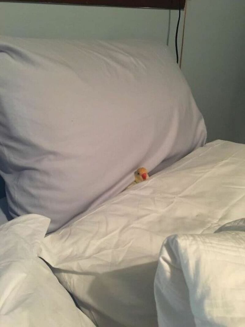 Small toy on a white bed with pillows in a hospital room.