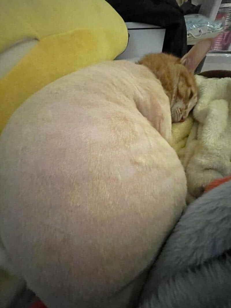 A sleeping orange cat curled up on a yellow pillow and blanket.