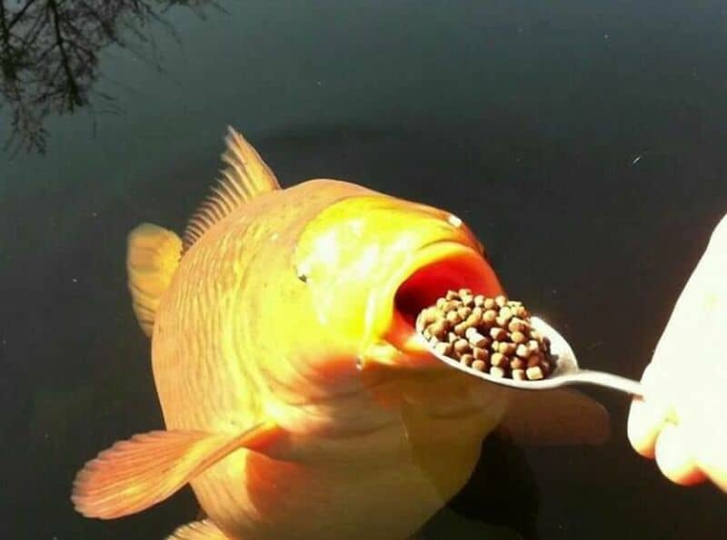 Large fish with open mouth eating fish pellets from a spoon.