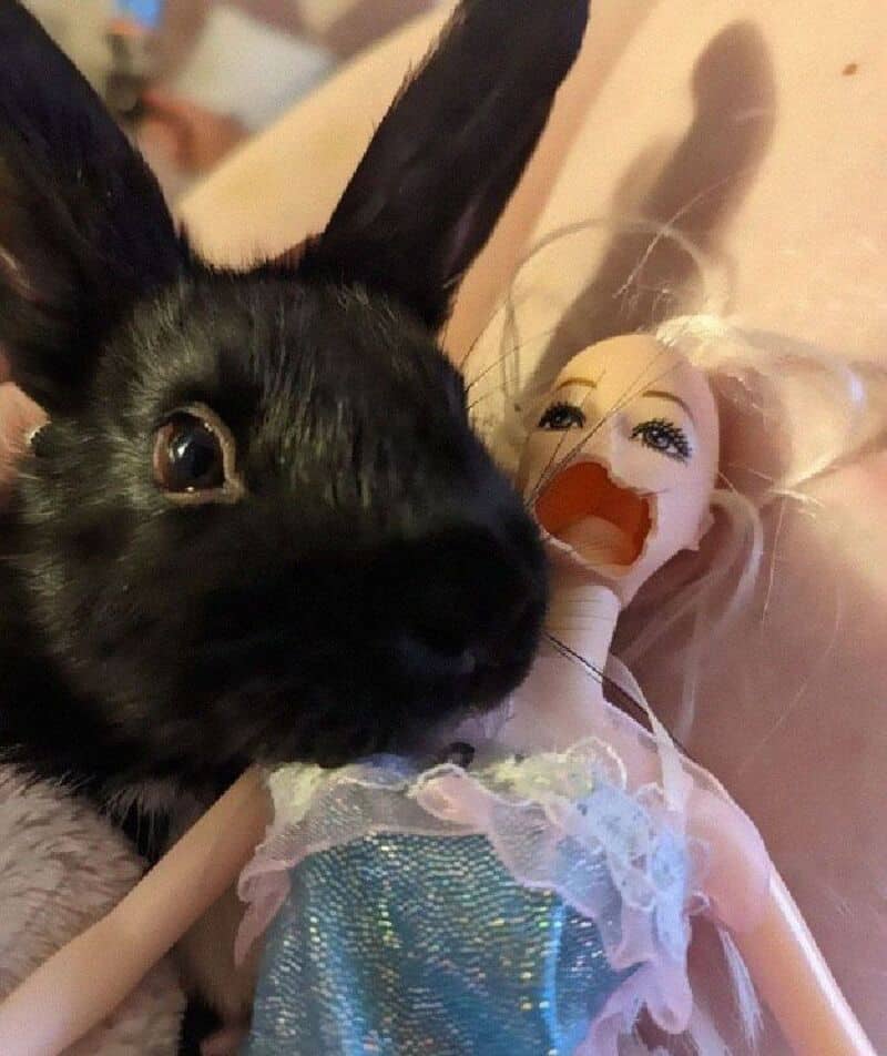 Close-up of a black rabbit next to a doll with blonde hair and a pink dress.