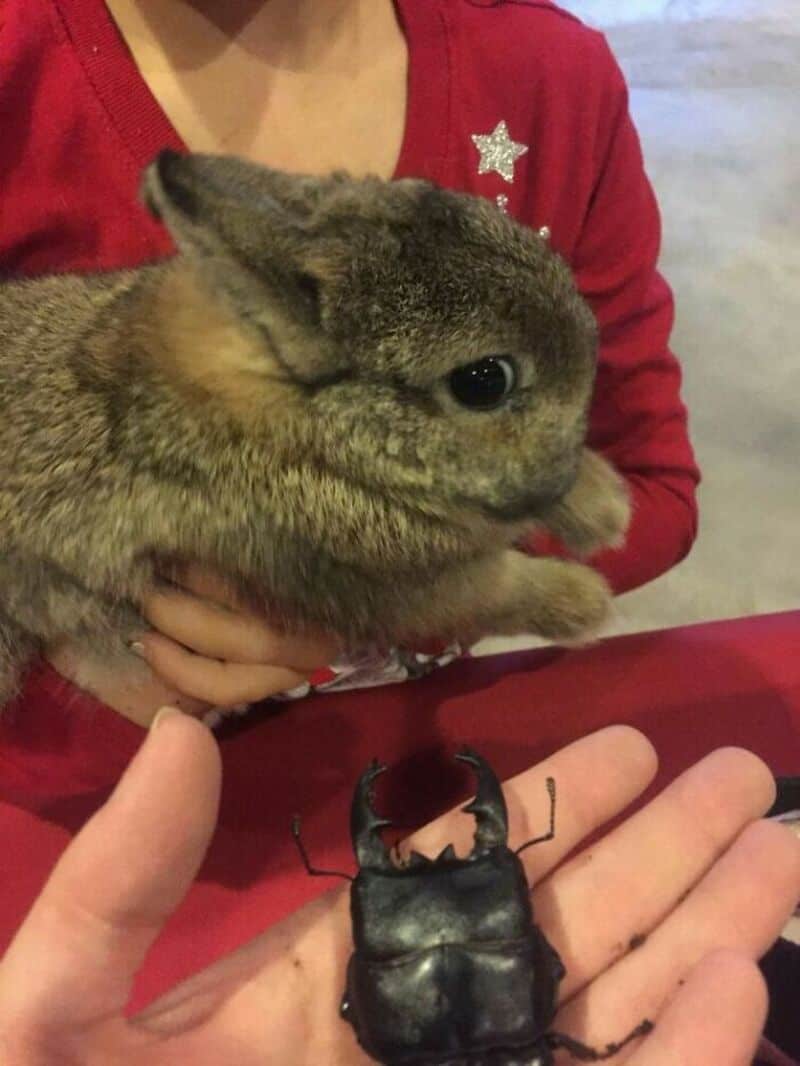 Person holding a rabbit and a large beetle on their hand.