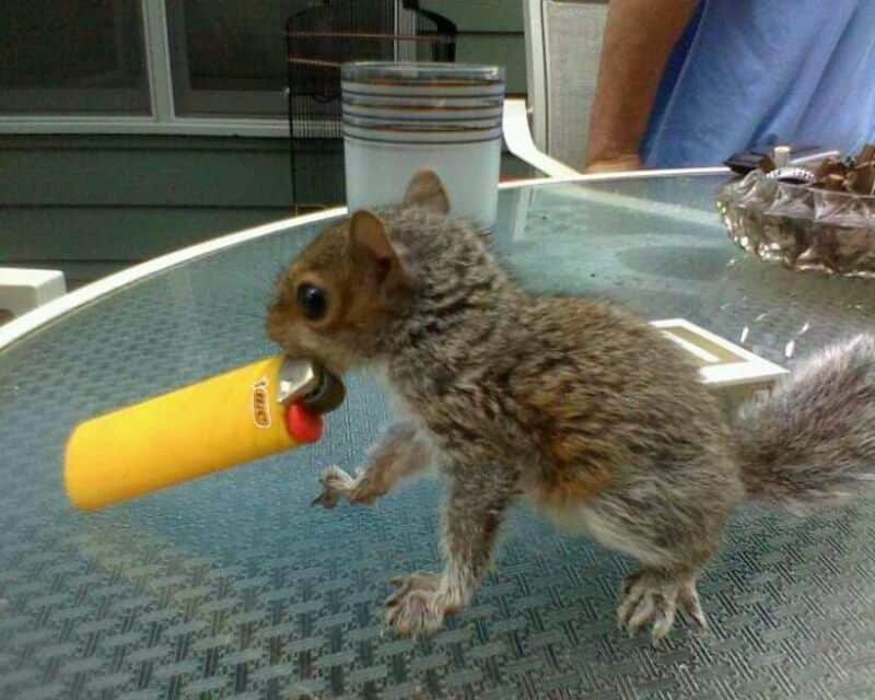 Cute squirrel holding a yellow toy with a red tip in its mouth on a glass table.