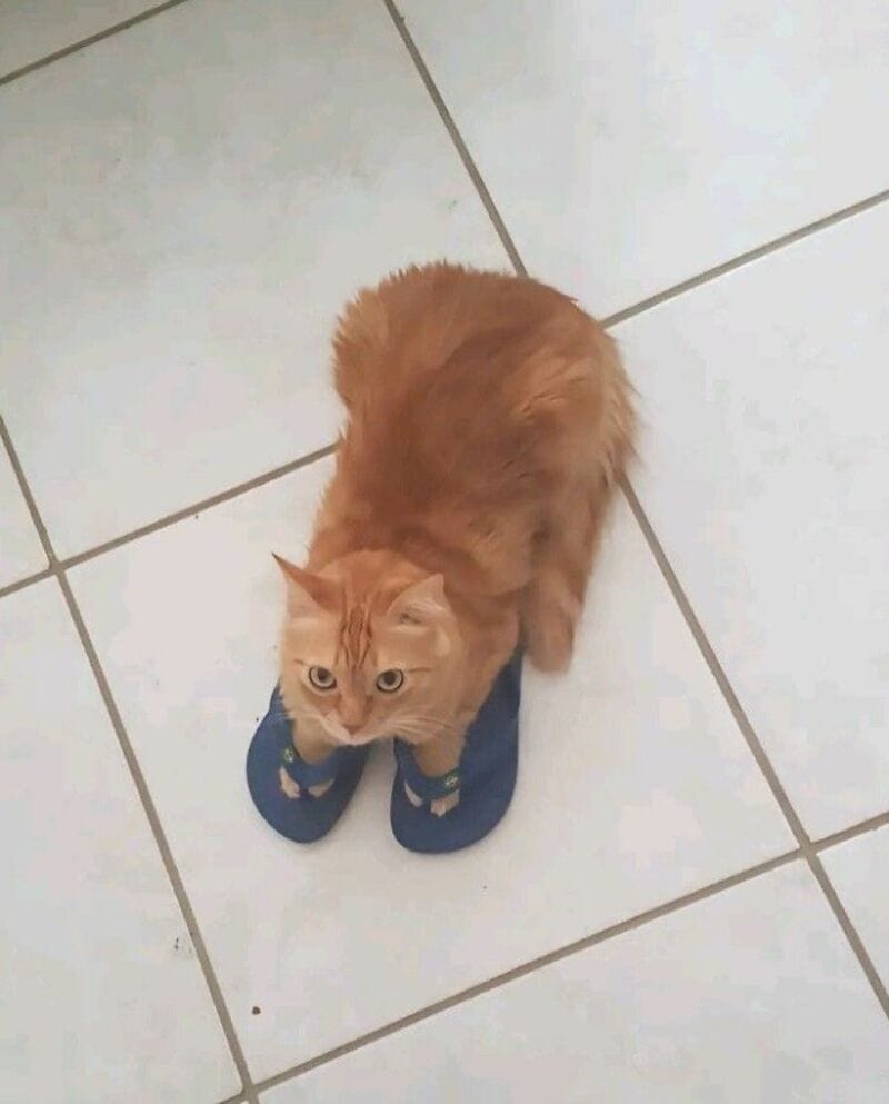Orange cat sitting on a tiled floor with blue slippers.