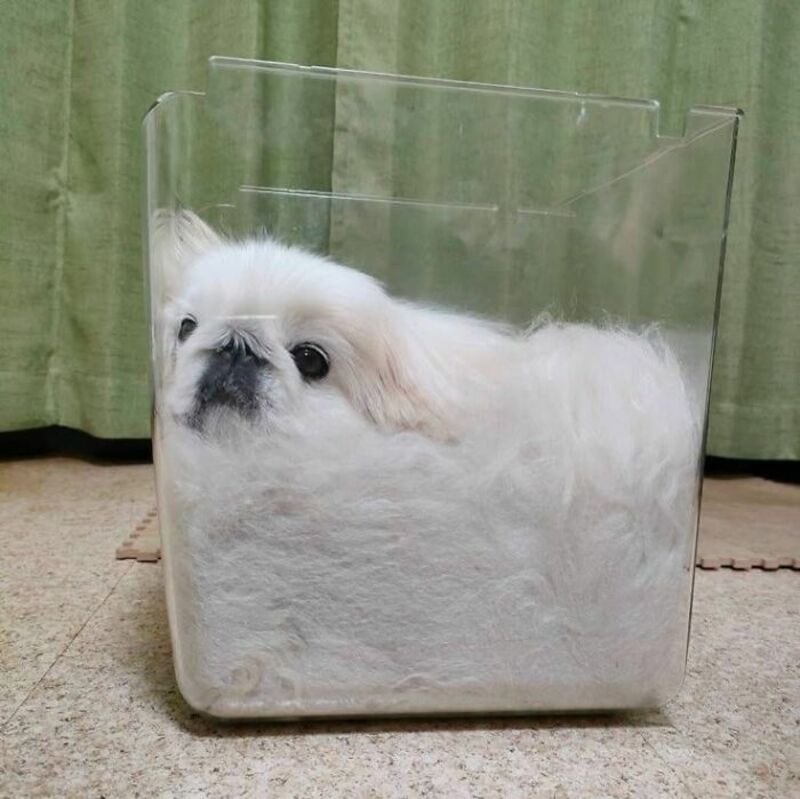 Cute white puppy inside a transparent plastic container.