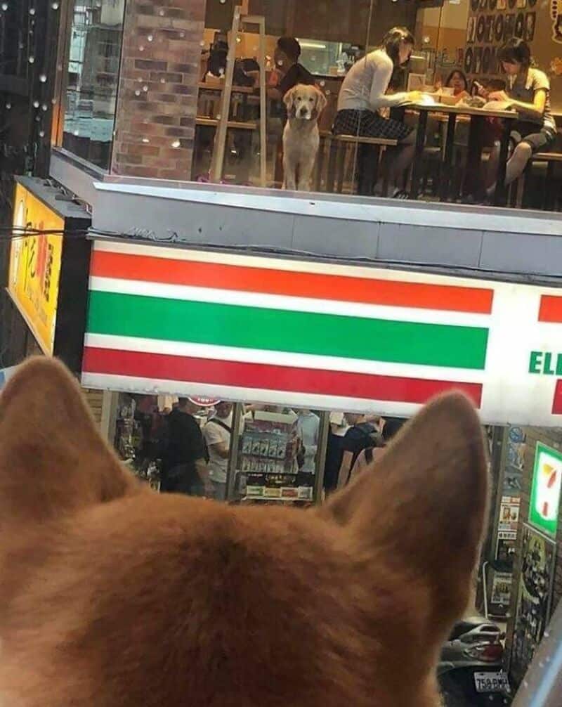 Dog looking out from a 7-Eleven store window in a busy street.
