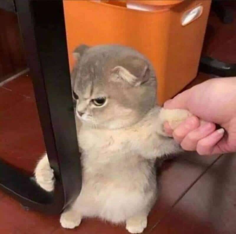 Cute cat with a human hand holding its paw, standing by a mirror.