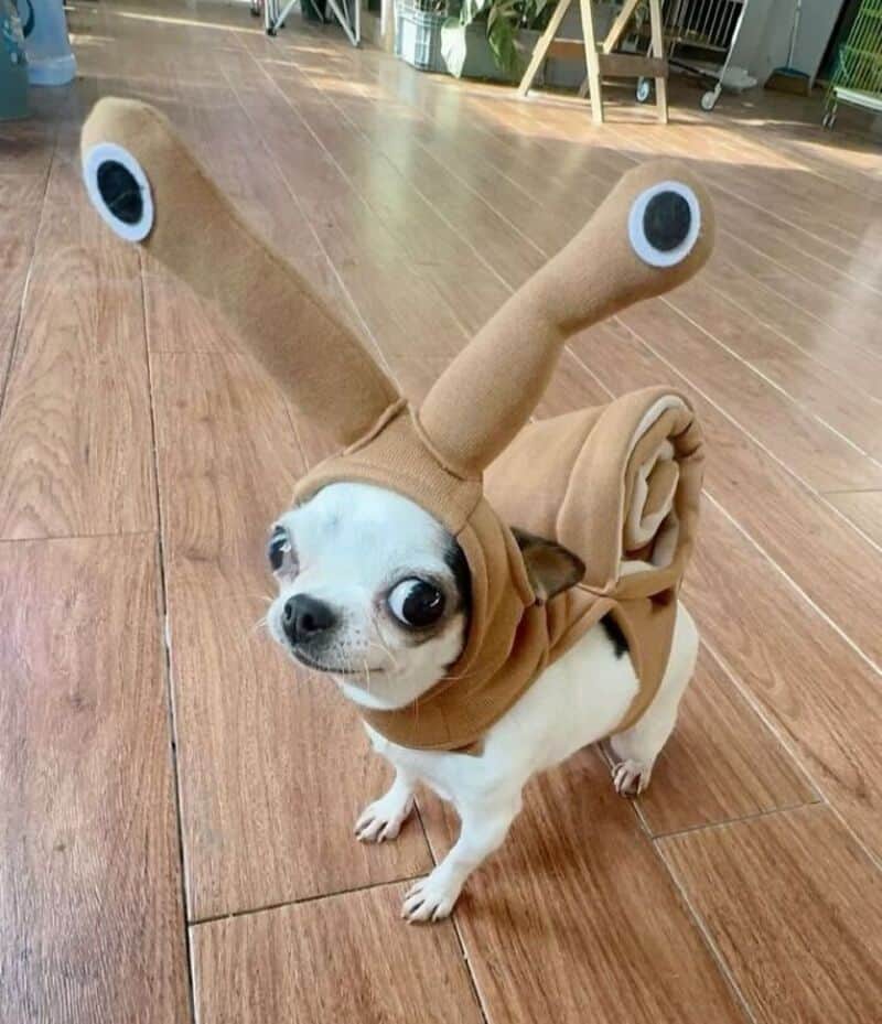 Small dog in snail costume with antennae on a wooden floor.