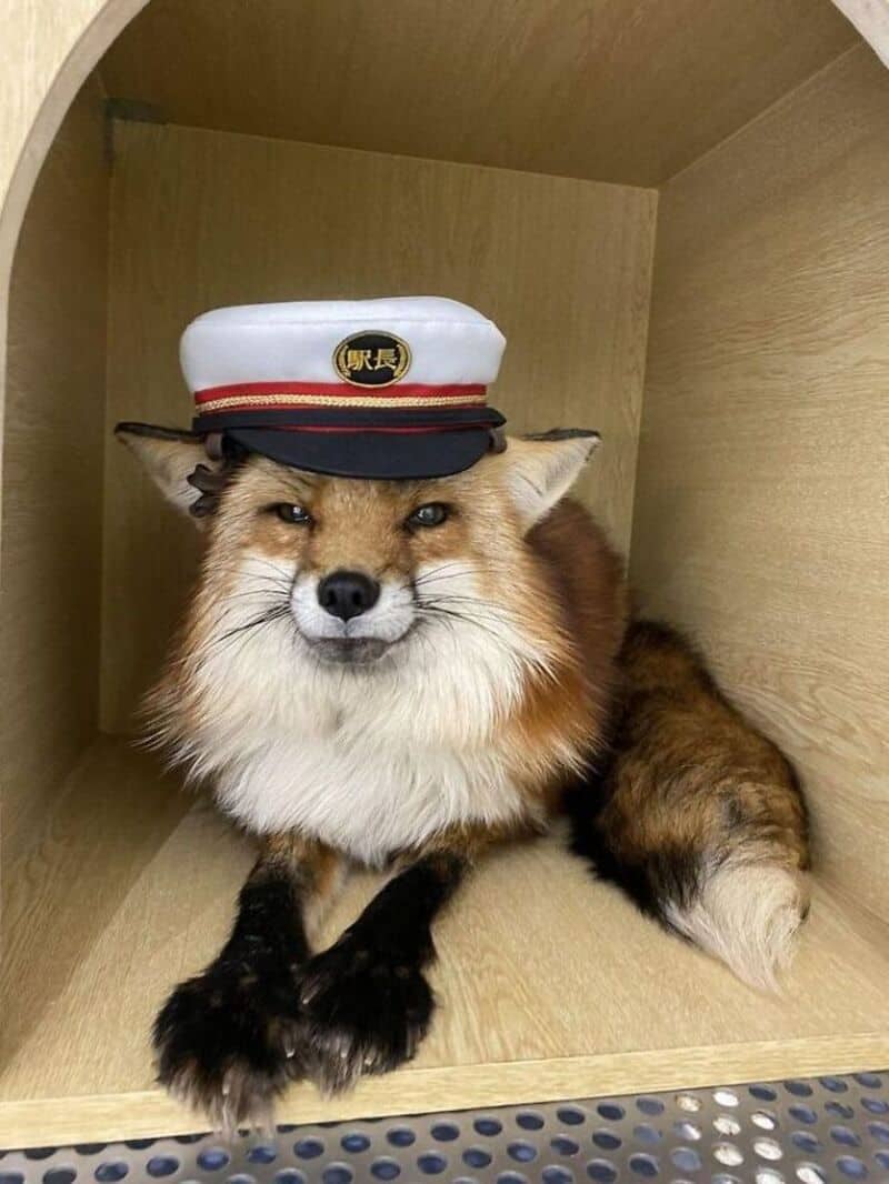 Fox wearing a white cap with black and red details inside a wooden box.