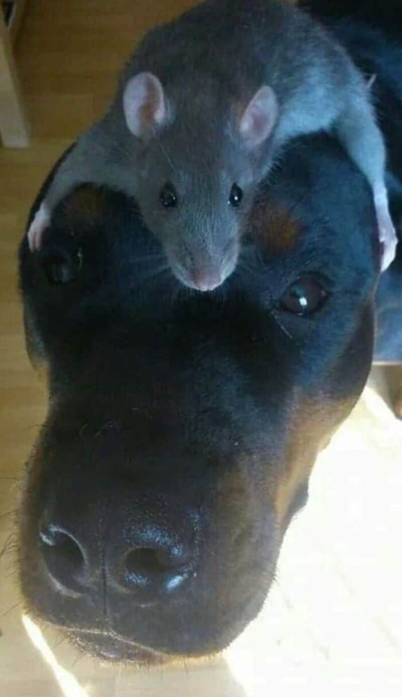 A rat sitting on a large black dog's head, both looking up.