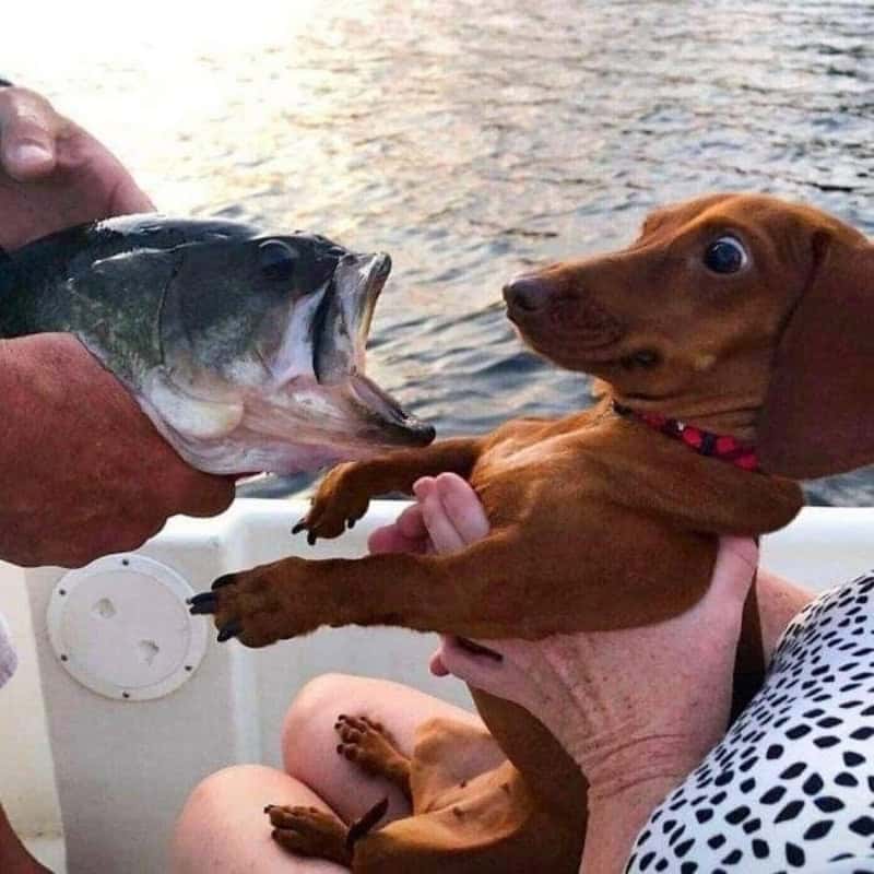 Dog reaching for a fish held by a person on a boat.
