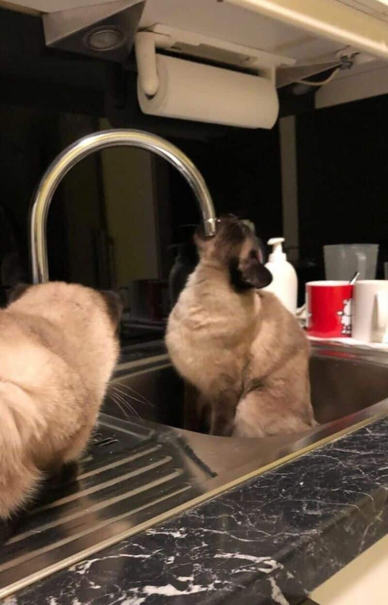 Two Siamese cats in a kitchen, one drinking from the sink, the other with its back to the camera.