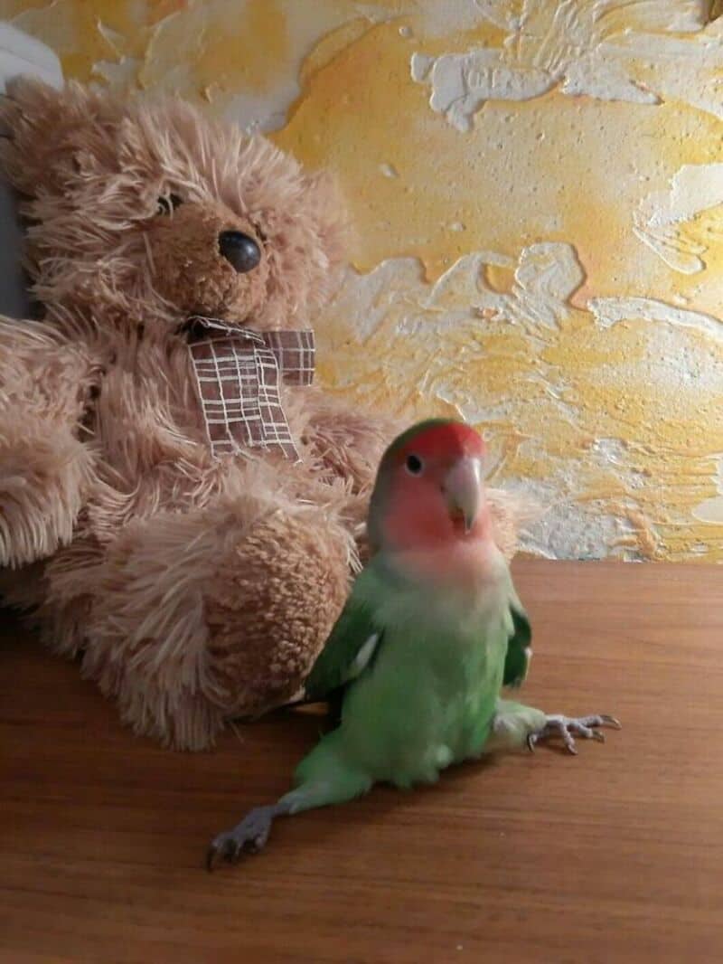 Teddy bear and a green and pink lovebird on a wooden surface.