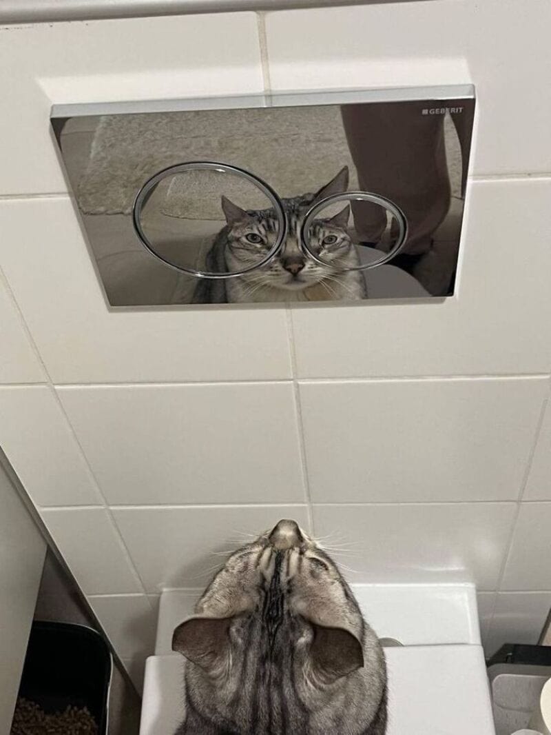 Cat looking at itself in a mirror with glasses on, seen from below.