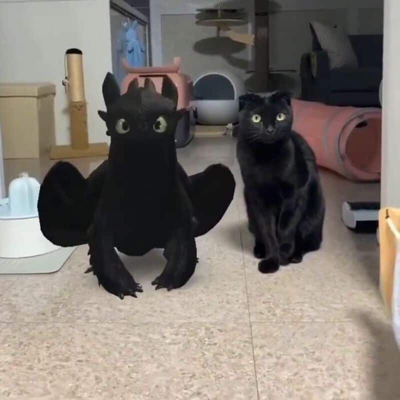 Black cat with dragon costume and real black cat sitting nearby in a room.