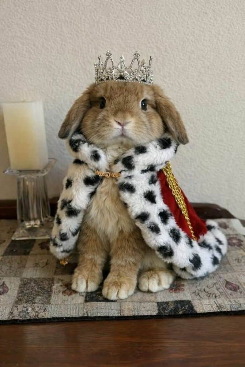 Cute bunny dressed as a king with a crown and royal cape.