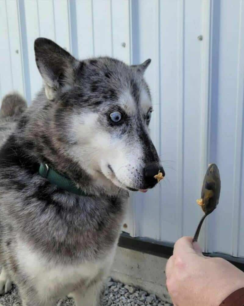 Husky dog with blue eyes looking at a spoon of food.