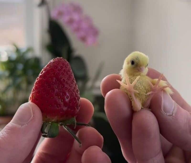 Small yellow chick held next to a strawberry in a person's hand.