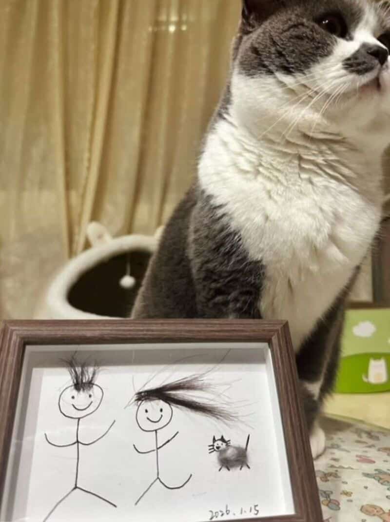 Gray and white cat with a drawing of two stick figures and a small animal.