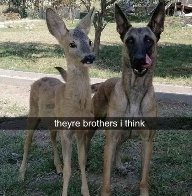 Two dogs, one with a deer's face, sitting outdoors with a caption.