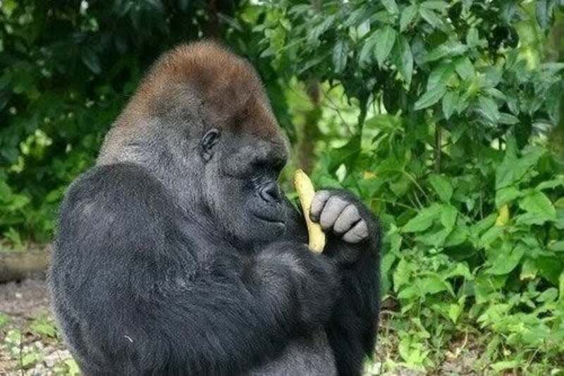 Young gorilla eating a banana in a green outdoor setting.