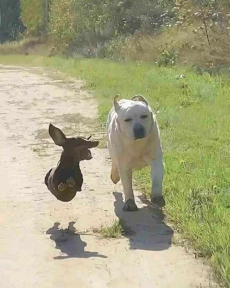 Dog and rabbit walking together on a dirt path in a grassy area.