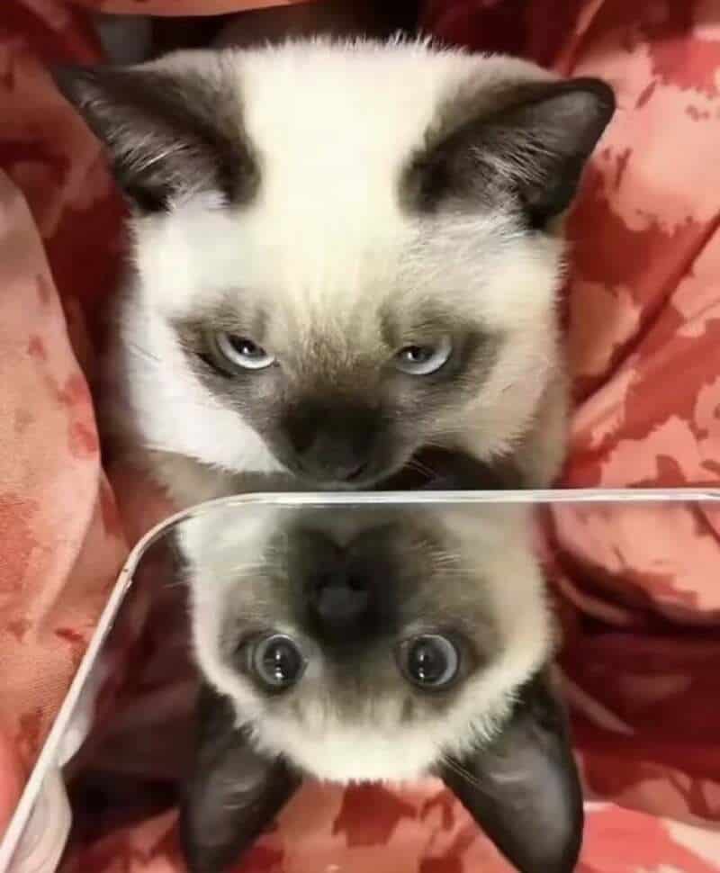 Siamese cat with blue eyes looking at its reflection in a mirror.