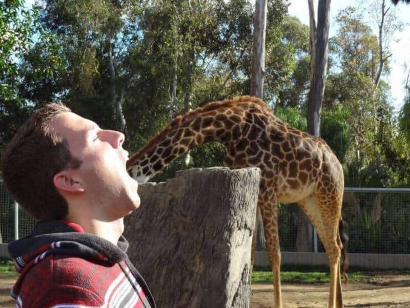 Person with open mouth near a giraffe's head in a zoo setting.
