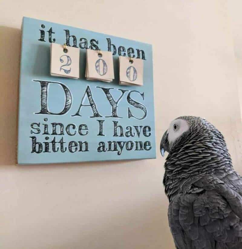 It has been 2020 days since I have bitten anyone with an African grey parrot beside a blue sign.