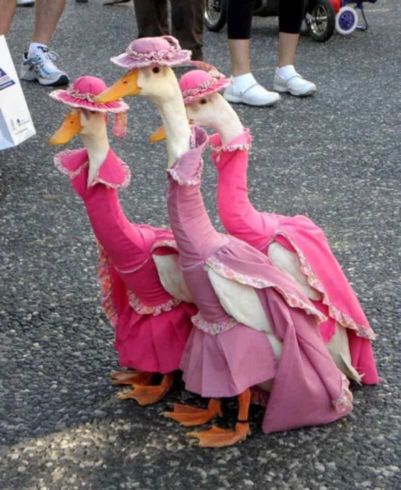 Three ducks dressed in pink costumes with hats, standing on a street.