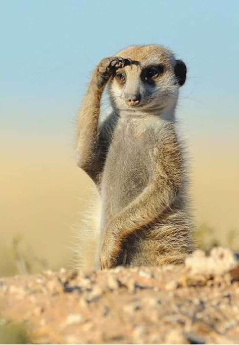 Meerkat standing on ground, scratching head, in desert landscape.