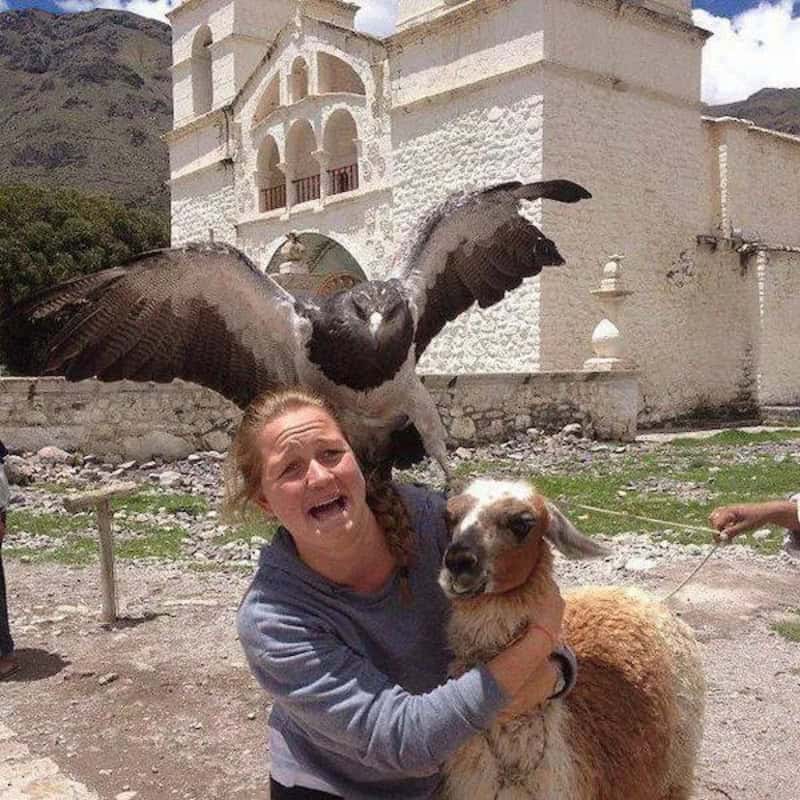 Woman holding a llama with a large bird flying behind her in front of a white building.