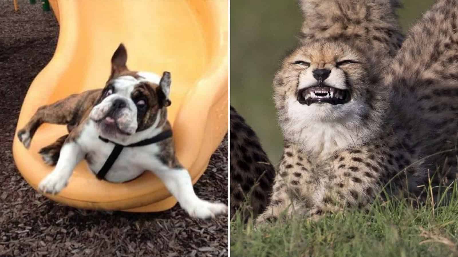 A bulldog puppy on a slide with a funny expression.