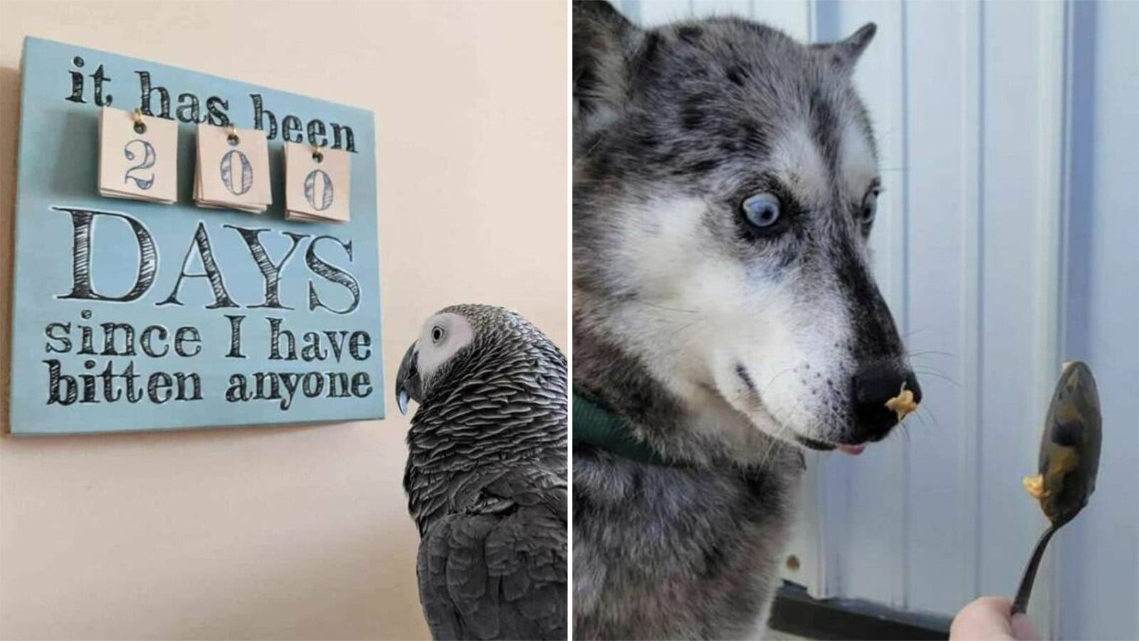 It has been 20 days since I have bitten anyone with a picture of a parrot and a husky dog.