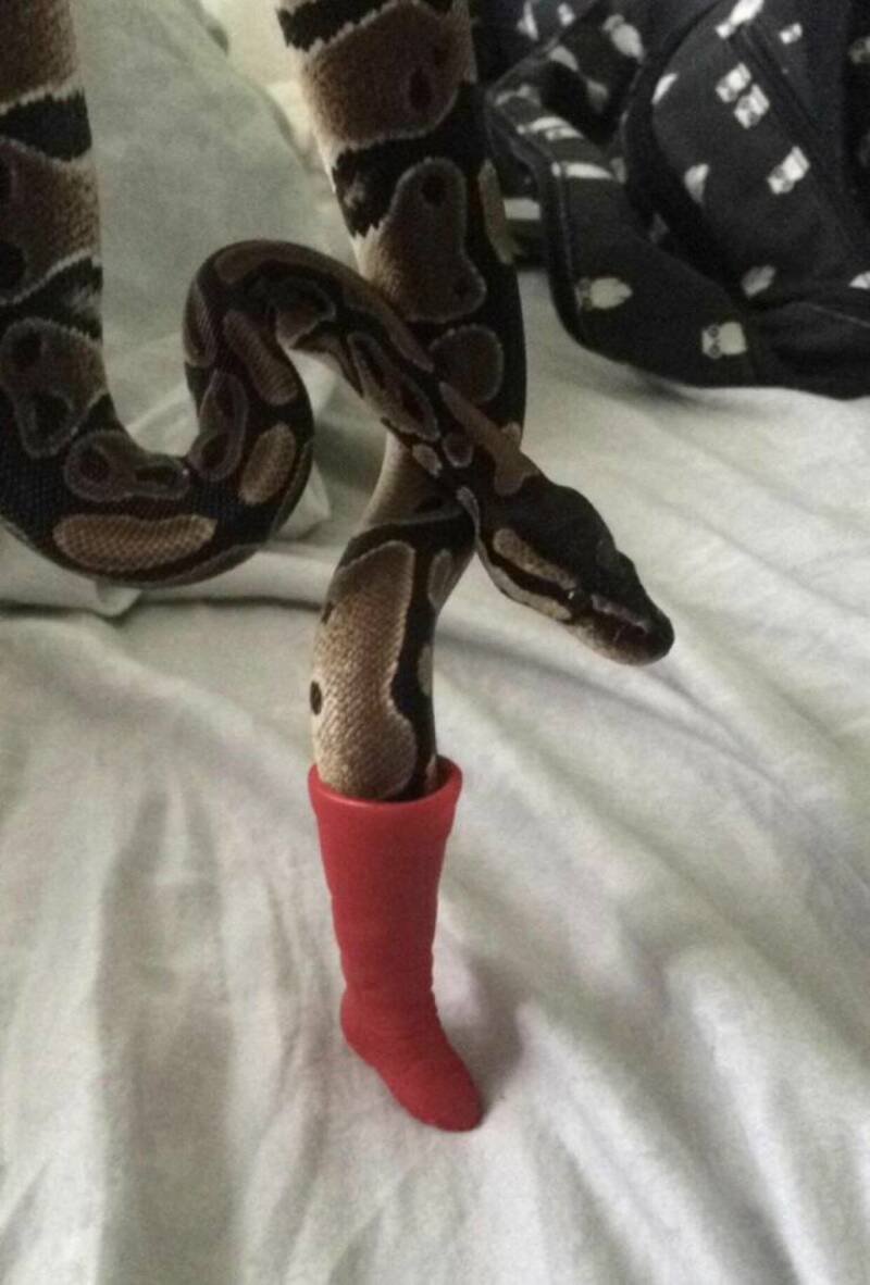 Ball python wearing a red sock on one of its legs.