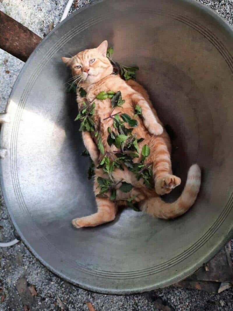 Cat lying in a metal basin with green leaves on its body.
