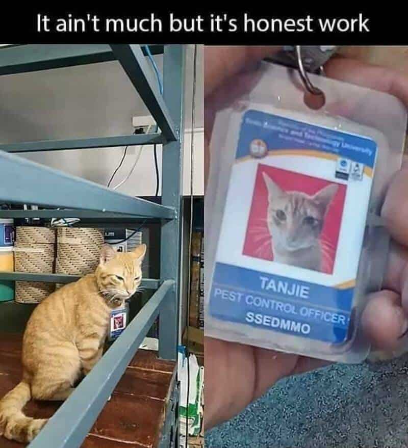 A cat sitting on the floor next to a metal shelf, and a close-up of an ID badge with a cat photo.