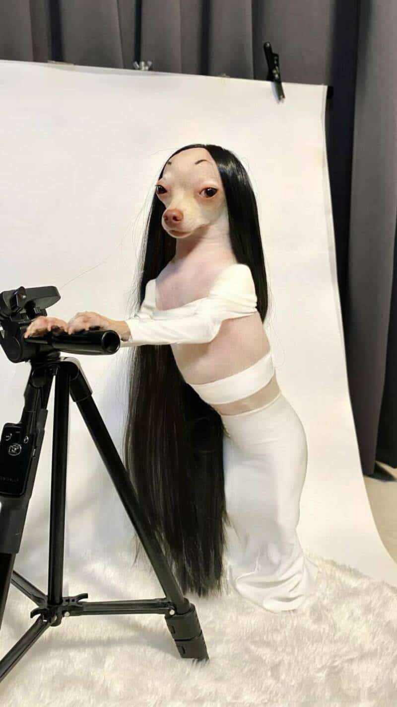 Humanoid dog with long black hair and white dress taking a photo with a camera.