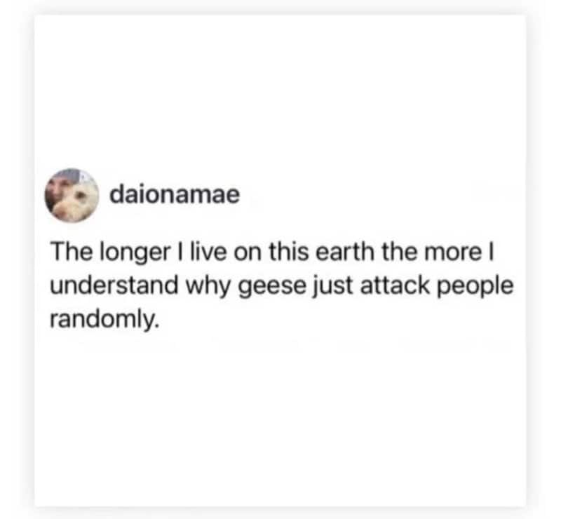 The longer I live on this earth the more I understand why geese attack people randomly.